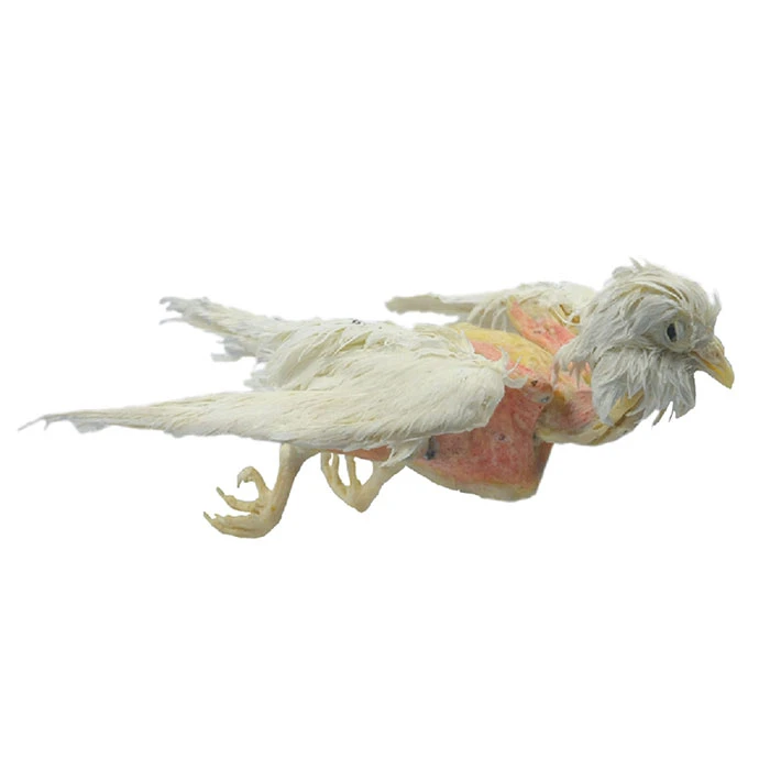 Bird-plastination