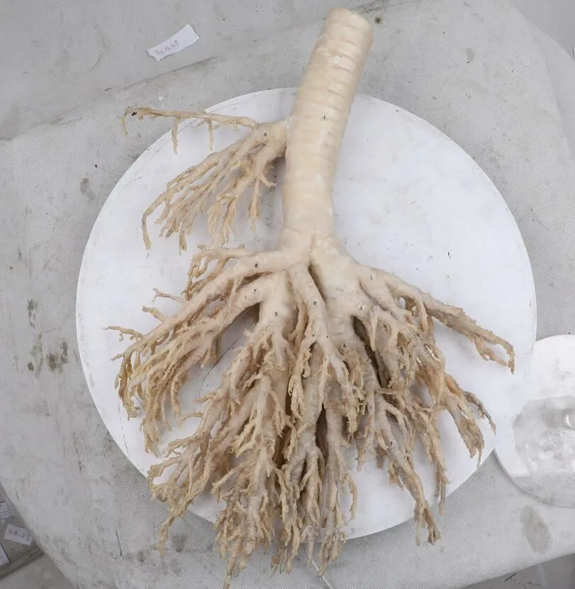 bronchial tree of cow plastination