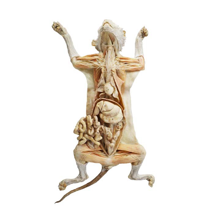 Plastineeritud kassid