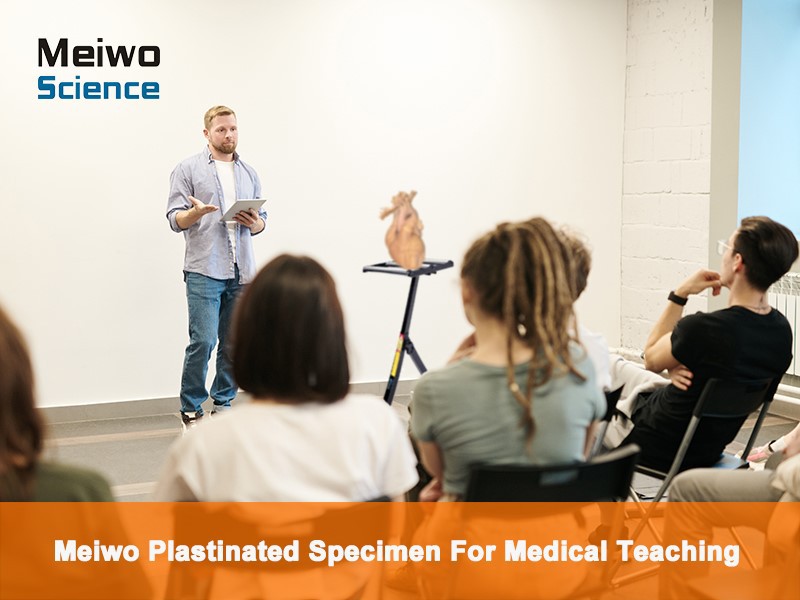 plastinated specimen application plastinated specimen application