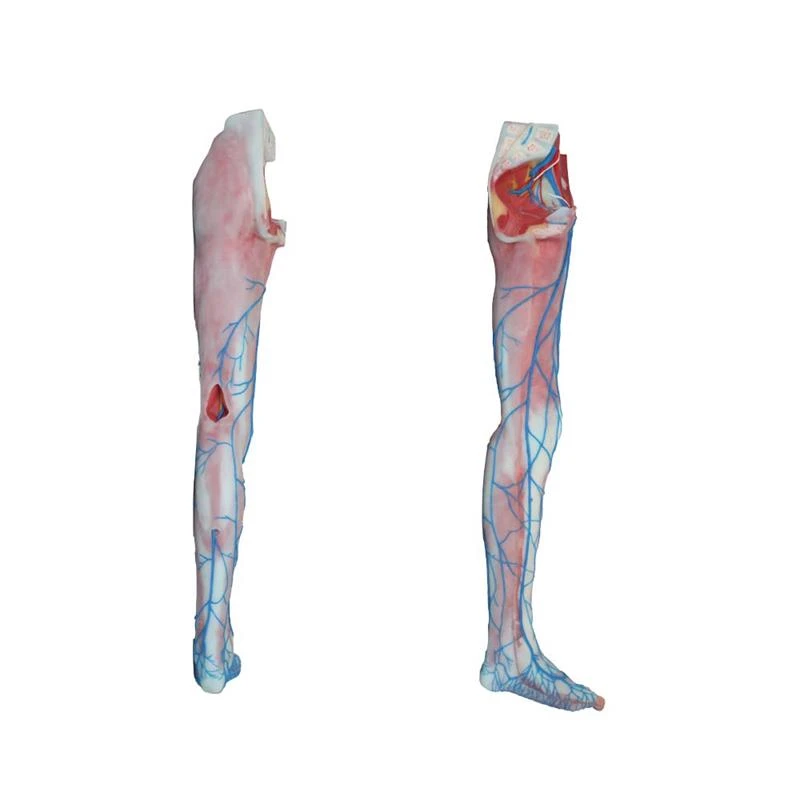 lower limb model lower limb model