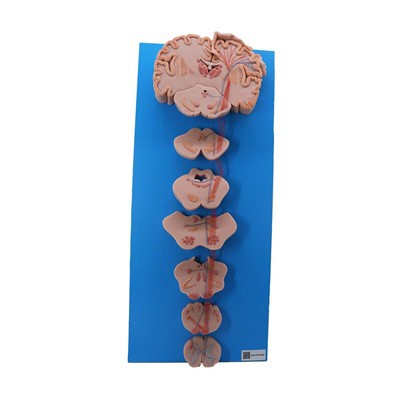 Anatoomia mudelid Internetis